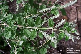 Image result for Aloysia