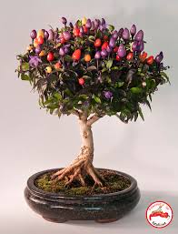 Ancient ornamental variety native to bolivia. Fatalii S Empire Bonsai Chiles Bonchi