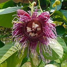 Image result for Passiflora quadrangularis