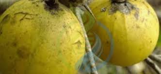 Image result for Oncoba