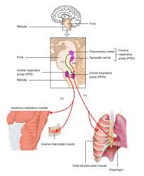 The Process Of Breathing Anatomy And Physiology Ii