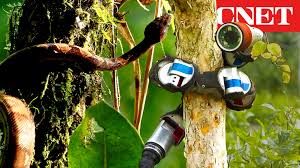 Evolution vs. Engineering: Biophysicist Reacts to Animal Robots