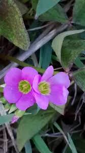 Image result for Oxalis latifolia