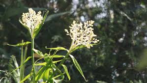 Image result for Flagellariaceae