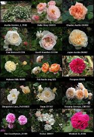 Maybe you would like to learn more about one of these? English Roses From David Austin Just Our Pictures Of Roses David Austin Roses English Garden Roses Rose Garden