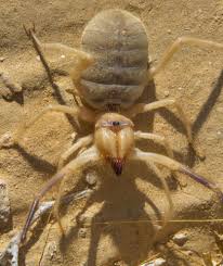 A look at mississippi spiders and their webs. Are Camel Spiders Venomous