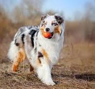 Australian Shepherd Dog Breed Information