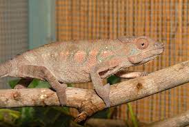 We did not find results for: Panther Chameleon Facts Habitat Diet Life Cycle Baby Pictures