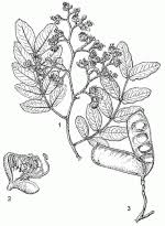 Image result for Julbernardia