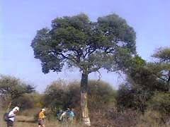 Image result for Maerua cafra