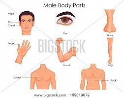 While most of the muscle and tummy definition in the female figures apply to the male figures, the triangular shape comes back in every male body type and even though we'll soften up some lines and curves with several figures, we want to. Medical Education Vector Photo Free Trial Bigstock