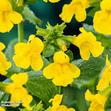 Image result for Mimulopsis