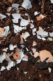 In fact, most vegetables will like some extra nutrition with used coffee grounds, though few will stand fresh coffee grounds. Why Saving Coffee Grounds And Egg Shells Is A Must For Gardeners