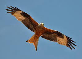 Der größte bei uns brütende greifvogel ist der. Rotmilan Stimme Gesang Ruf Horen