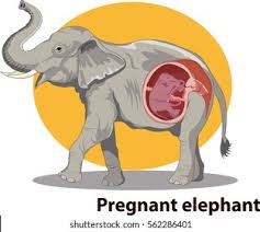 Elephant pregnancies are the longest of all mammals and one of the longest of all living animals. Vector Illustration Pregnant Elephant Anatomy Stock Vector Royalty Free 562286401