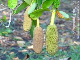 Image result for Artocarpus