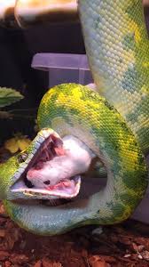 Their jaw is powerful enough to leave a mark. Green Tree Python Album On Imgur