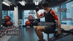 The biceps brachii is a two headed muscle with point of origin under the deltoid and point of insertion. Exercise Anatomy Arms Workout Pietro Boselli Youtube