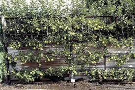 Want to harvest your own fruit, but don't have a lot of space? How To Landscape The Seasoned Homemaker Espalier Fruit Trees Fruit Trees Apple Tree