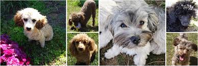 See our available puppies for sale in grand rapids, michigan. Havapoo Toy Poodle Puppies For Sale Grand Rapids Mi Pride S Puppies