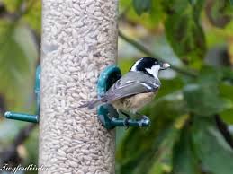 Small Bird With Black And White Striped Head Uk What Could A Small Bird Same Shape As Long Tailed Tit Be It Is Black And White Has White Stripe Down Back We Have Seen A Pair In The Garden On