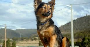 Black And Tan Corgi Mix German Shepard Corgi Mix Corgi Shepherd Mix German Shepard Corgi Corgi Mix