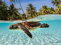 Pin On Turtles