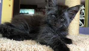 Insan Yuzlu Kedi Sosyal Medyayi Karistirdi Durus Haber