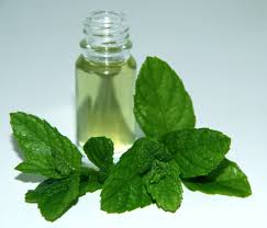 Commodity Market Mentha Oil Price Executive Mba Online Free