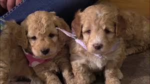 We did not find results for: Zoey S F1b Mini Goldendoodle Puppies On 2 4 2020 Youtube
