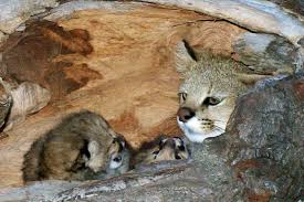 Pampas cats have seldom been imported for any purpose, their appearance being less striking than that of the geoffroy's cat. Pampas Cats Zoochat