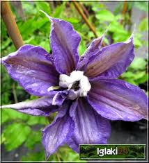 We did not find results for: Katalog Roslin A Z Pnacza A Z Clematis Powojnik A Z Internetowy Sklep Ogrodniczy Szkolka Roslin Drzewa Krzewy Byliny Rosliny Ogrodowe Ozdobne Doniczkowe Sadzonki Cena Sprzedaz Do Ogrodu Str 4