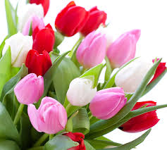 Wallpaper bunga tulip putih bunga download wallpapers on. Page 5 Red And White Tulips Hd Wallpapers Free Download Wallpaperbetter