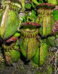 Image result for Commelina petersii