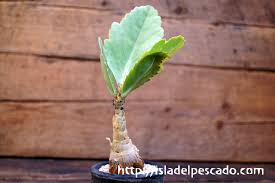 Image result for Cyphostemma hypoleucum