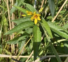 Image result for Lysimachia ruhmeriana