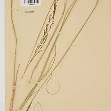 Image result for Eragrostis plana