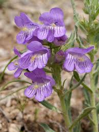 Image result for Plantaginaceae