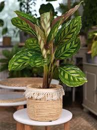 Harganya cukup murah, mulai dari rp 5.000 saja. Harga 5 Jenis Calathea Tanaman Hias Yang Hitz Saat Pandemi