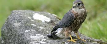 Irish Birds Of Prey Images Surrey Wildlife Trust Prey Wildlife Bird Species