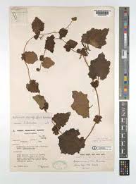 Image result for Raphidiocystis jeffreyana