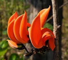 Butea Monosperma Flowers Baluran National Park East Java Indonesia Indian Flowers Flowers Indoor Flowering Plants