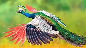 This beautiful illustration was scanned from a circa 1854 poultry book. 10 Most Beautiful Peacocks In The World Youtube