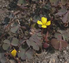 Image result for Oxalis corniculata