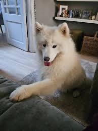 Husky Rescue Ireland added a new photo.