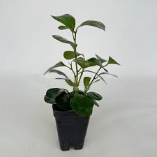 Image result for Ficus demeusei