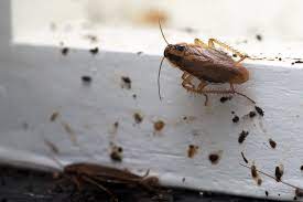 They are known to be more active in the night time. How To Get Rid Of Cockroaches In Your Rental For Good Avail