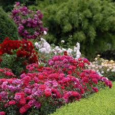 Flower carpet pink supreme rose is recommended for the following landscape applications Flower Carpet Roses Ground Cover Roses Anthony Tesselaar Plants