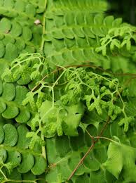 Image result for Lygodium