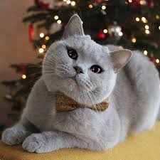 Maybe you would like to learn more about one of these? Pin By Kristina Elfering On British Cats Gorgeous Cats Pretty Cats Beautiful Cats